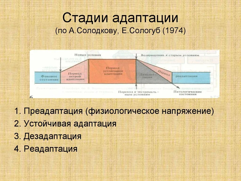Фазы процесса адаптации. Стадии адаптации. этапы формирования адаптаций. стадии адаптации к физическим нагрузкам. этапы адаптации физиология.