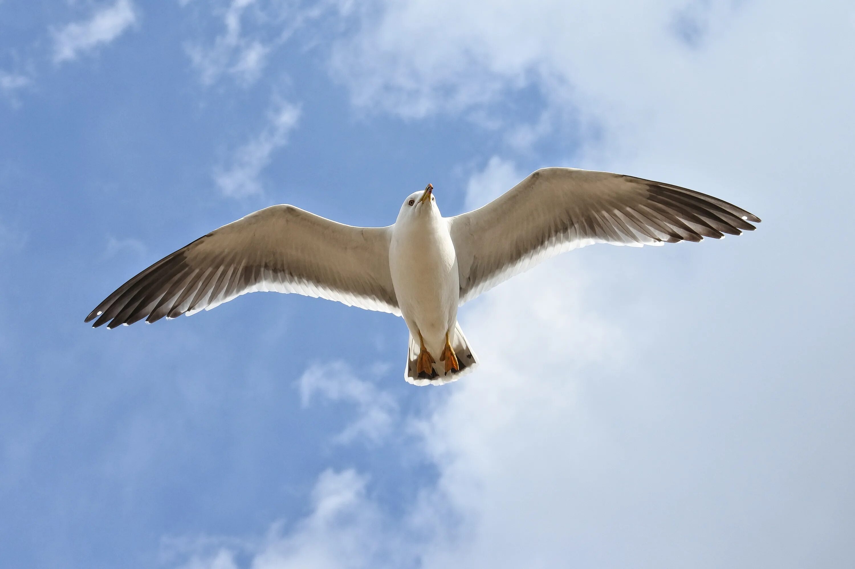 Животное в небе. Альбатрос с расправленными крыльями. Фото Чайки в полете.