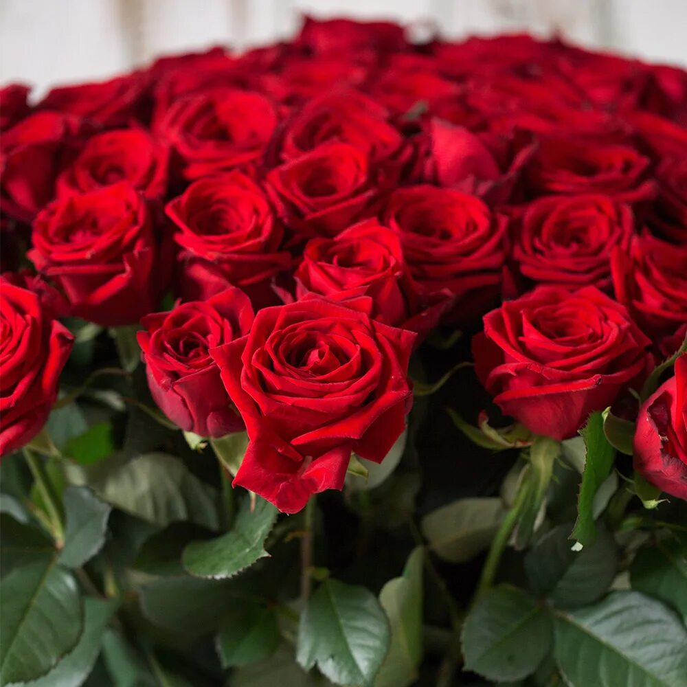 шикарный букет алых роз. букет алых роз. видео алых роз. алые розы. красный цветок.