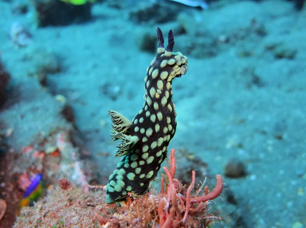 Заднежаберные моллюски. Голожаберные моллюски. Морской Голожаберный моллюск. Лолложабренный моллюск. Голожаберный моллюск корифелла.