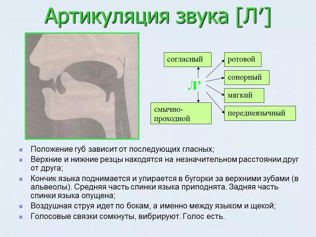 Артикуляция произношения звука и. Профиль артикуляции звука л. Правильная артикуляция звука л. Артикуляционный уклад звука л и ль. Артикуляционный профиль звука с.