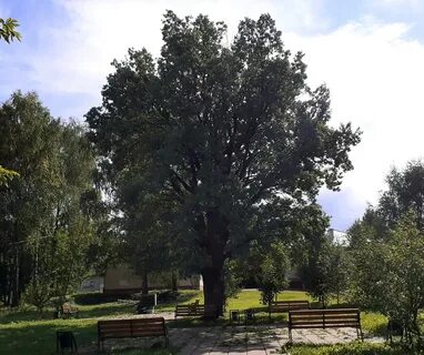 Дерево живой памятник