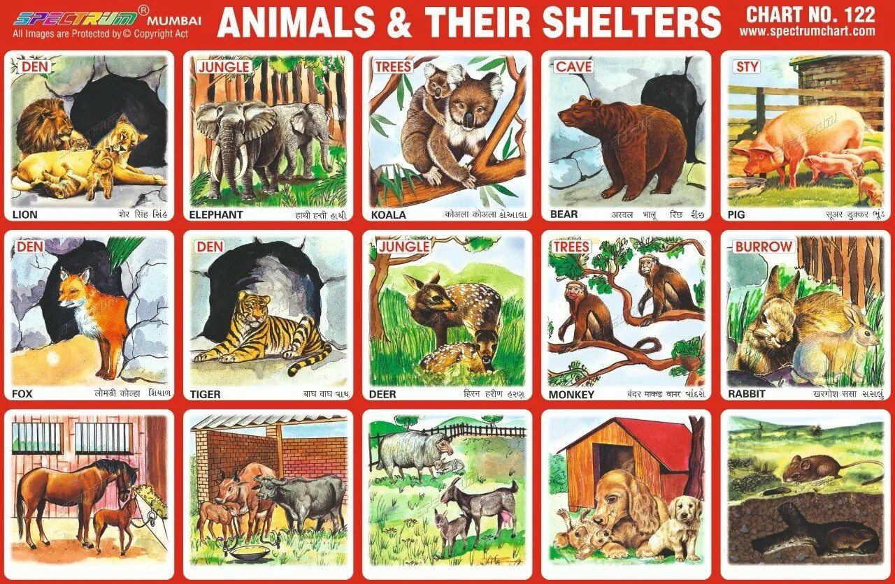 Pros cons of keeping wild animals. Анимал шелтер. animals and their houses. home animals. farm animals chart.