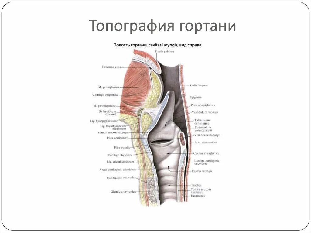 Особенности строения полости гортани. Хрящ гортани топография анатомия. Гортань топография строение функции. Гортани топографическая анатомия строение.