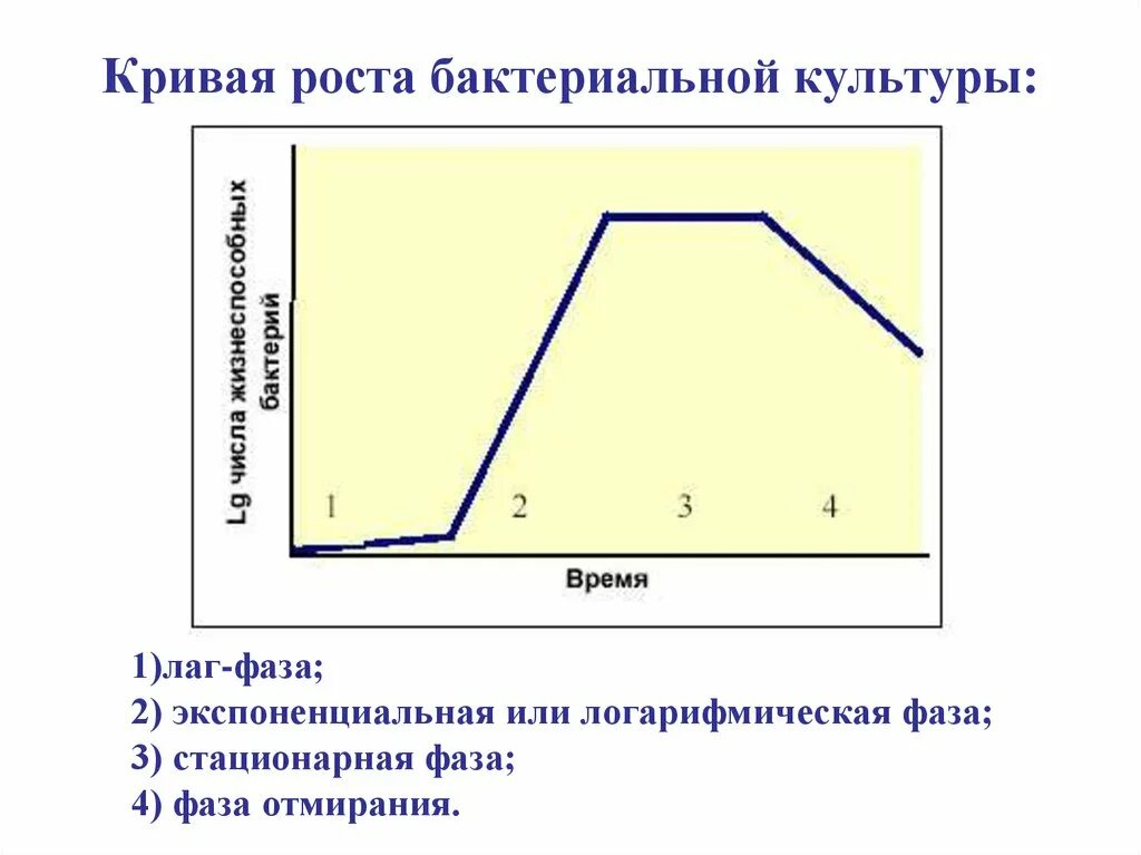 Стационарная кривая. Кривая роста бактерий лаг фаза. Стадии роста культуры бактерий. Кривая роста бактериальной культуры. Фазы роста бактериальной культуры.