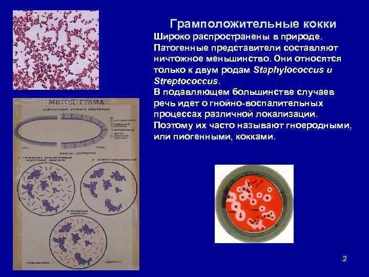 Туберкулез кокки