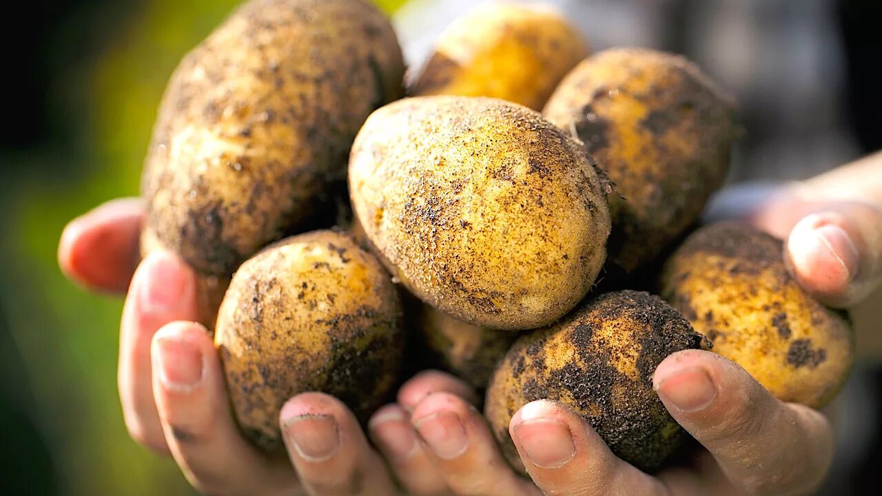 Картофель. Урожай картофеля. Картофель в руках. Картофель фото.