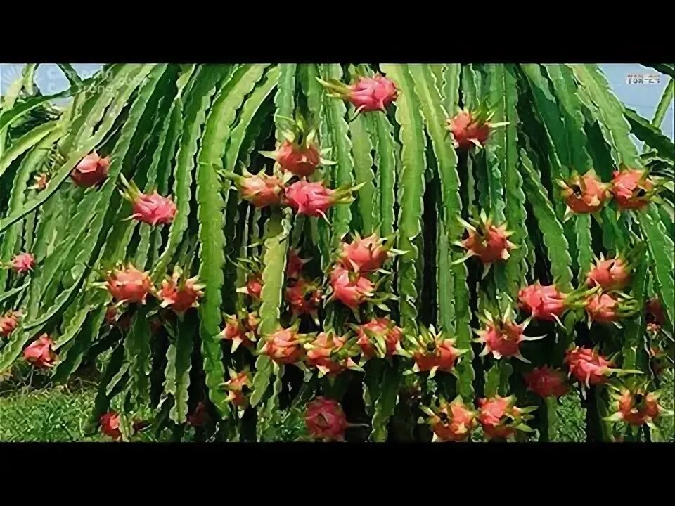 Dragon fruit plant Fruit plants, Dragon fruit plant, Dragon fruit cactus