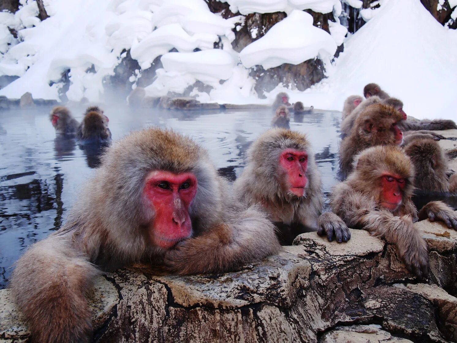Snow monkey. Парк джигокудани япония. Snow monkey. Обезьяна японская макака. Парк снежных обезьян джигокудани.