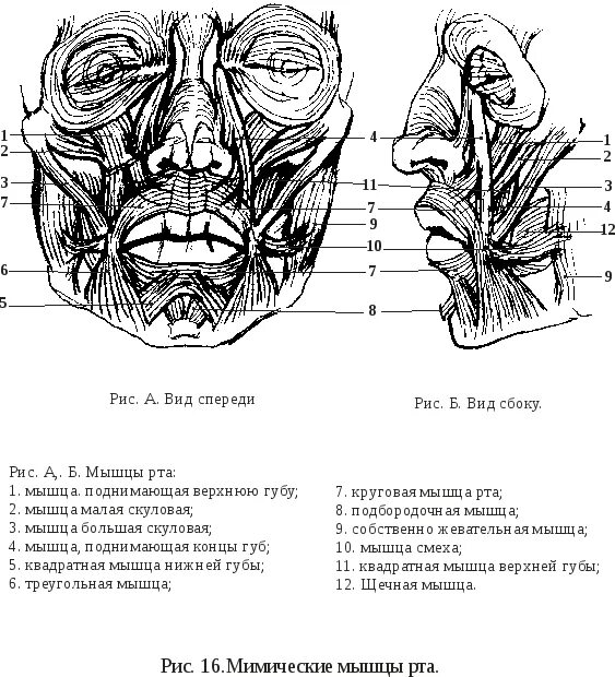 Губы мышцы рта. Круговая мышца рта схема. Круговая мышца рта строение. Мимические мышцы пластическая анатомия.