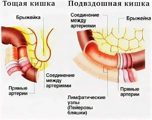 Подвздошная кишка анатомия. Строение стенки подвздошной кишки. Строение тощей кишки анатомия. Строение тощей и подвздошной кишки анатомия. Тощая тощая кишка строение.