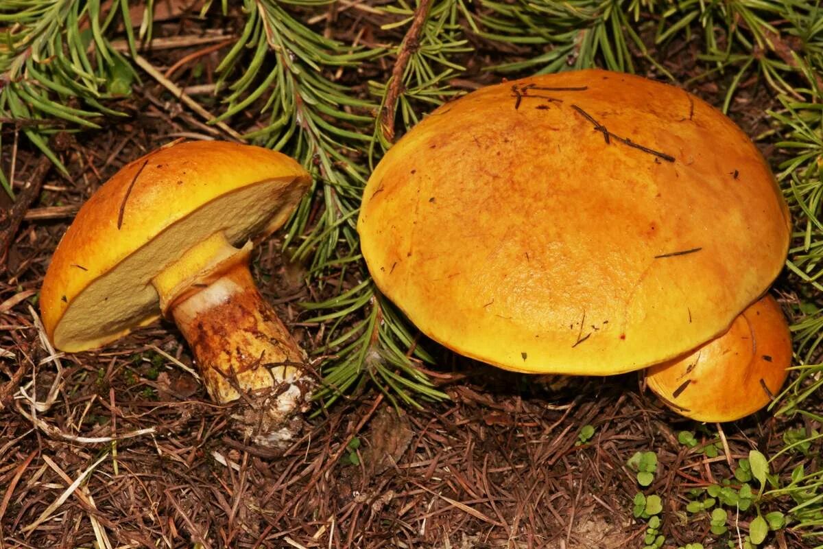 Масленок лиственничный. Маслята луговые. Масленок лиственничный suillus grevillei. Масленок лиственничный съедобный. Масленок лиственничный фото.
