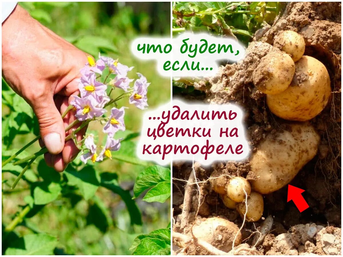 Почему картошка зацвела второй раз