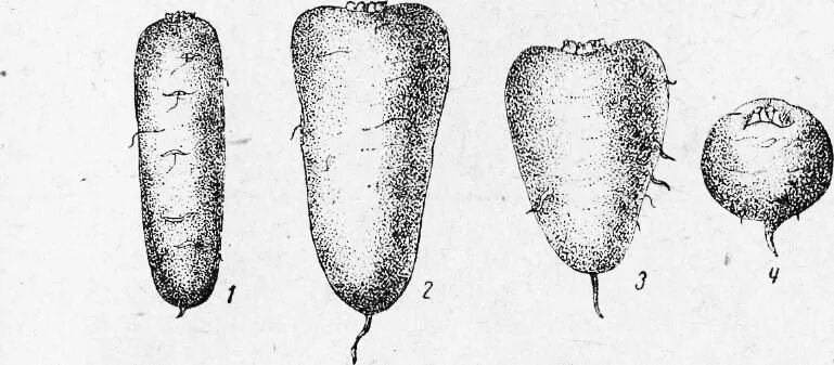 корнеплоды морковь редька свекла. схема соцветия моркови дикой. формы корнеплодов схема. кормовые корнеплоды брюква турнепс. формы корнеплодов.