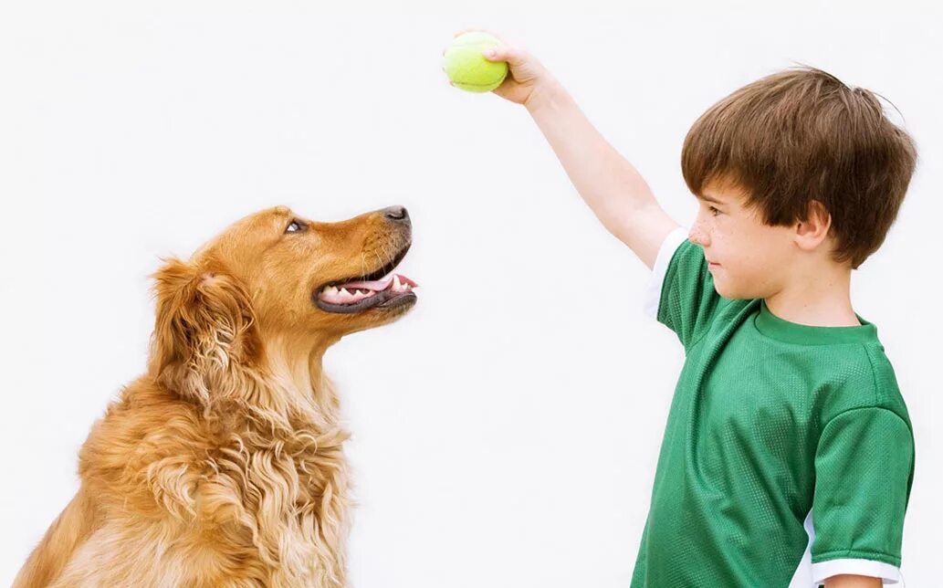 Мальчик играет с собакой. Мальчик с палкой на собаку. Мальчик с собакой и мячом. Картинка мальчик с собакой.