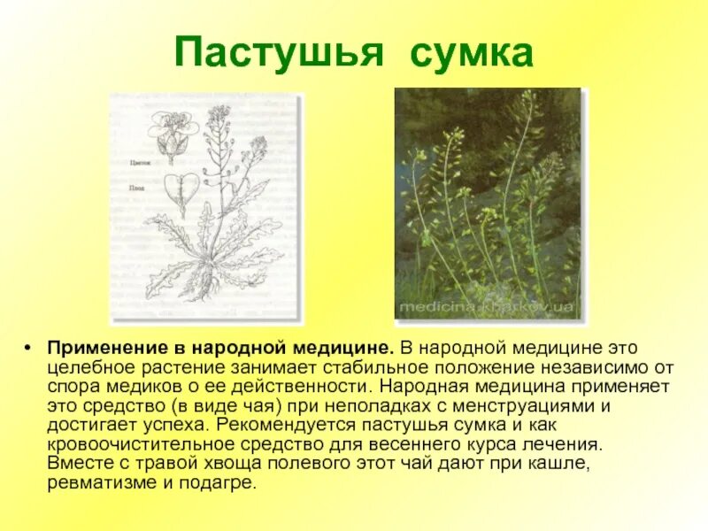 Внешнее строение растения пастушья сумка: найдено 82 картинок