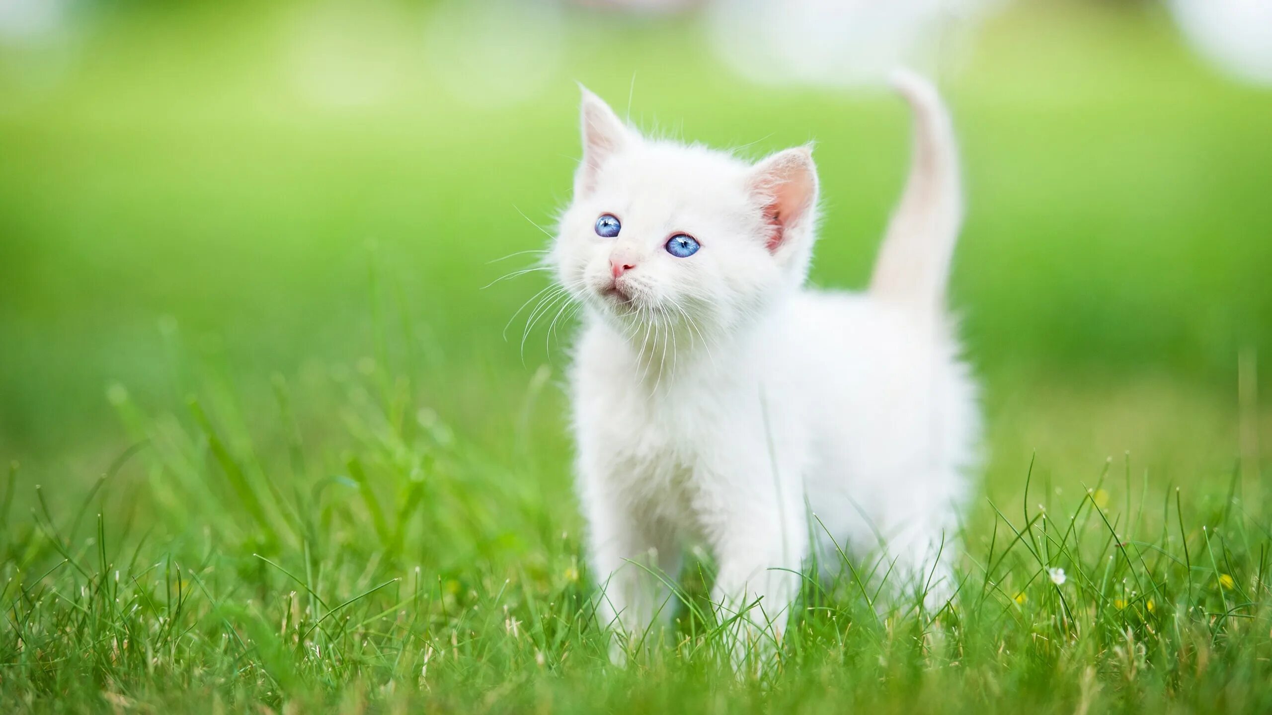 Cute cute bongacams. Красивые котята. Белый котенок. Обои с котятами. Красивые кошечки.