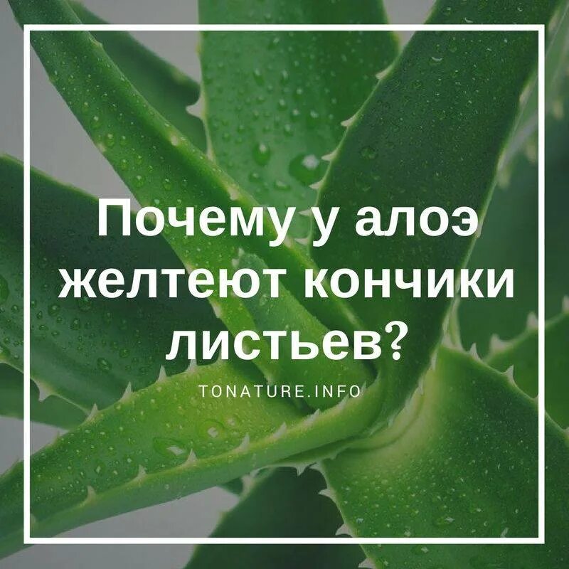 Алоэ в домашних условиях. Лекарство из столетника. Сок алоэ домашний. Как сделать сок алоэ в домашних условиях.