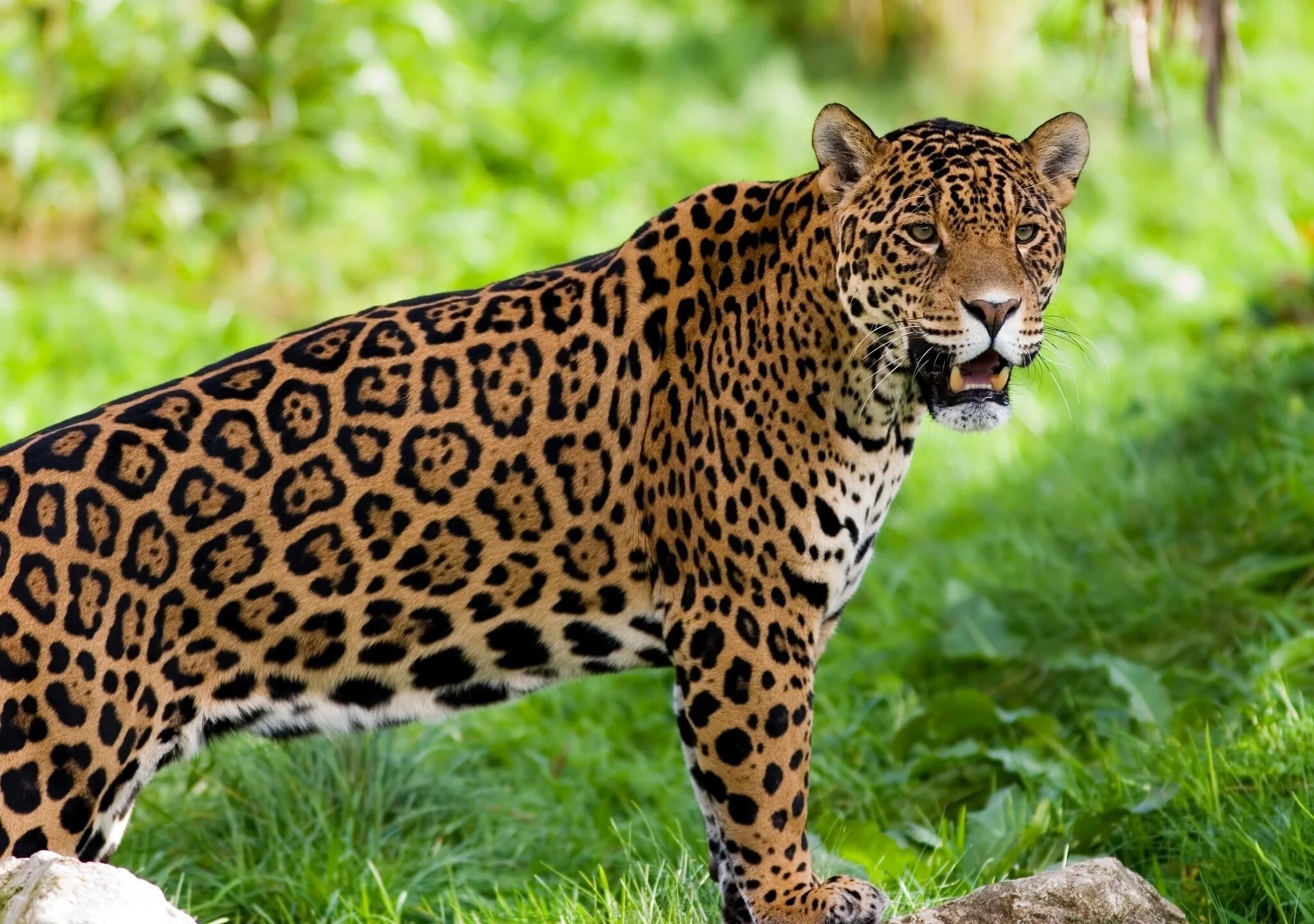 Ягуар Panthera onca. Ягуар Оцелот. Ягуар Южная Америка. Ягуар животное.