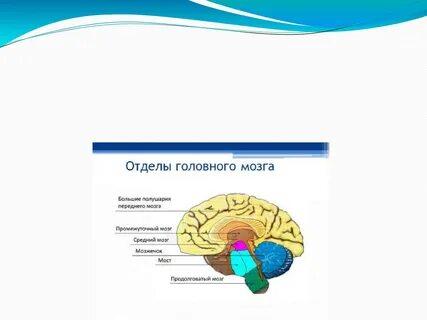 3 отдела мозга