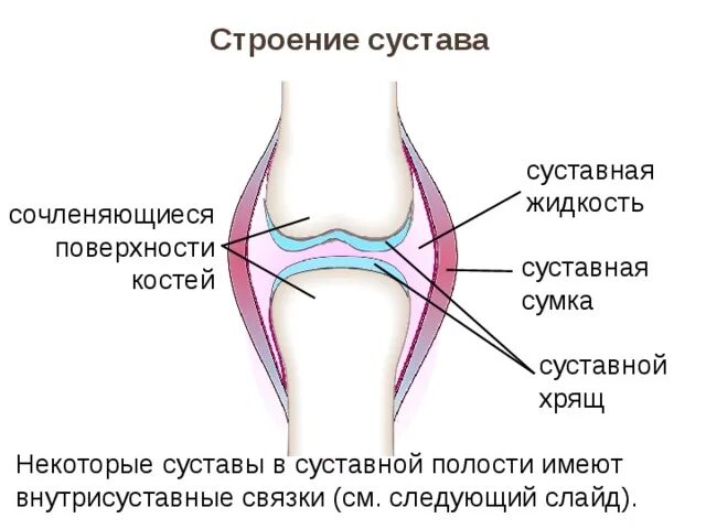 Коленный сустав таблица. Схема строения коленного сустава человека. Схематическое строение сустава. Суставный хрящ строение. Строение синовиальной сумки.