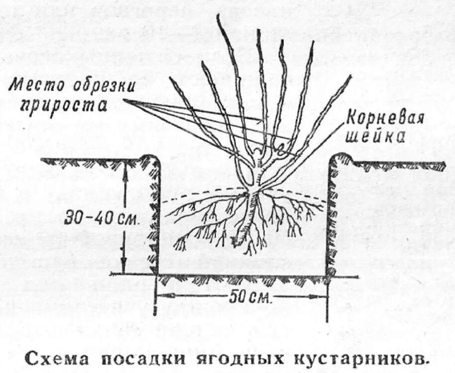 Высадка смородины. Посадка черной смородины схема посадки. Схема посадки саженцев кустарников. Схема посадки черной смородины весной. Схема выращивания смородины черной.