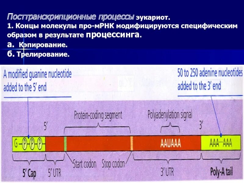 Посттранскрипционные модификации пре-МРНК У эукариот происходят…. Посттранскрипционные процессы. Транскрипция и посттранскрипционные процессы. Посттранскрипционный процессинг. Последовательность этапов процессинга