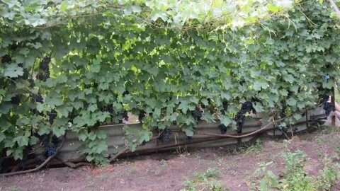 Сколько винограда с одного куста