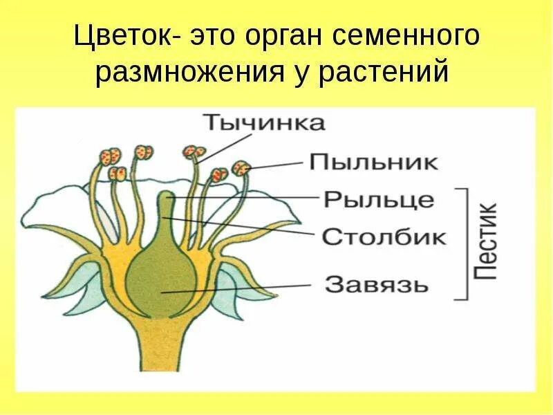 Докажите что цветок является органом размножения