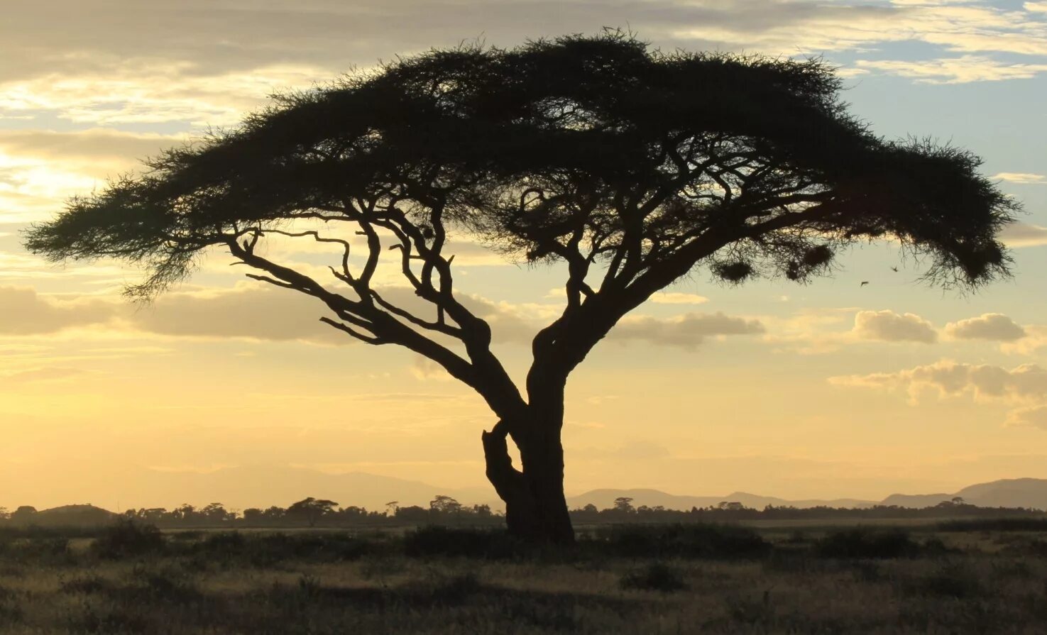 африка саванна дикий мир. живет ли в саванне. саванна фото. саванна король лев африка. живет ли в саванне.