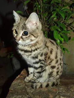 Чернолапая кошка