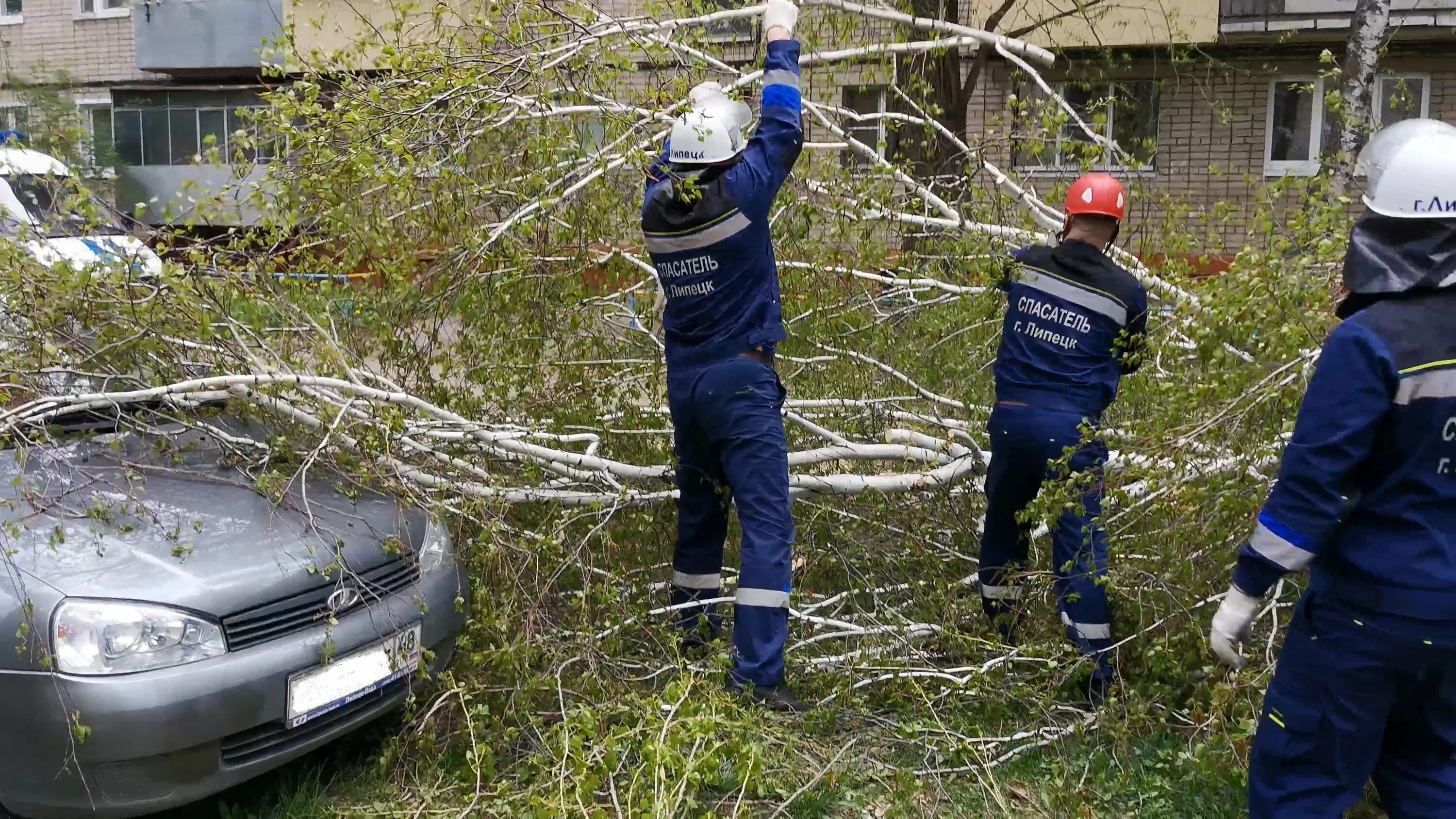 Дерево спасатель