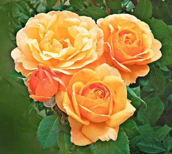 Rose desire. Rose desire. Rose desire. Rose desire. Rose desire.