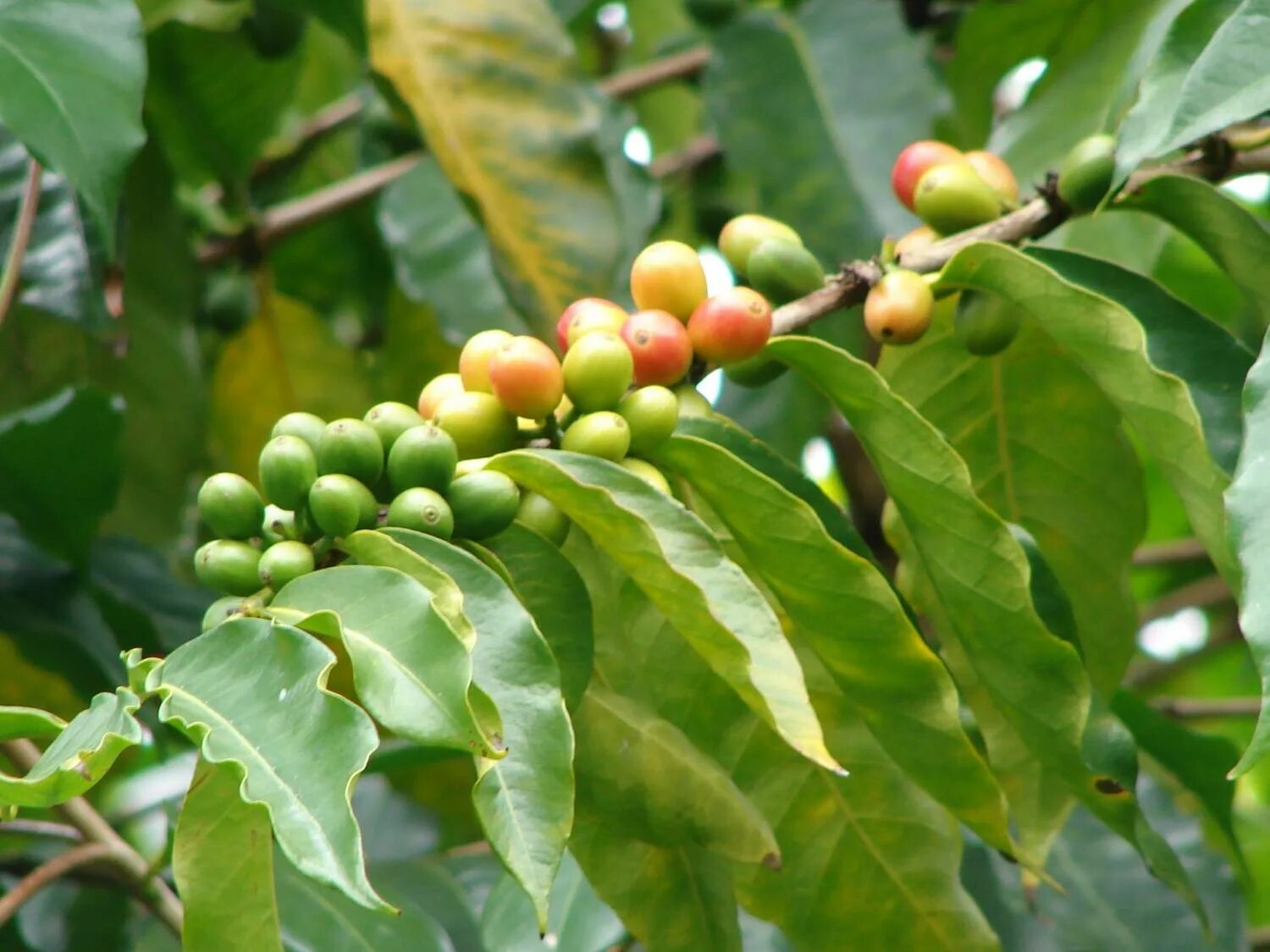 кофе арабика растение. Coffea arabica растение. кофе арабика нана. дерево кофе арабика. дерево кофе арабика.
