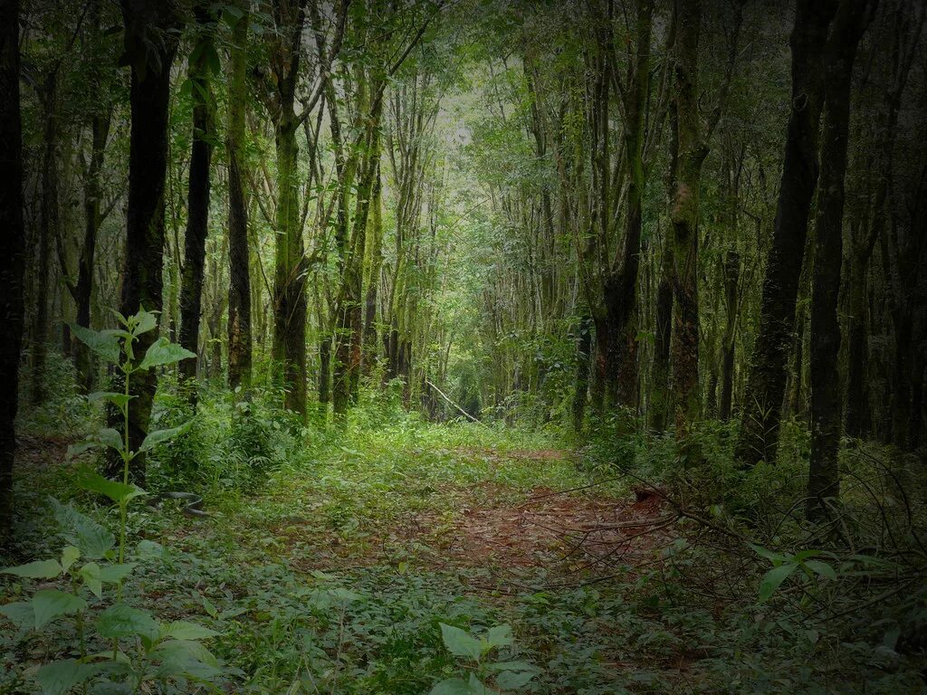 Первобытный лес. Первобытные леса. Доисторический лес. Деревья первобытного леса. Main hutan