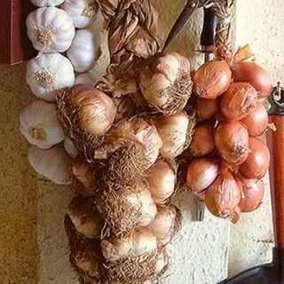 Можно хранить лук в погребе