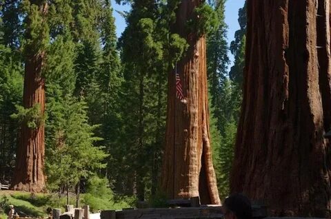 Какие деревья в америке
