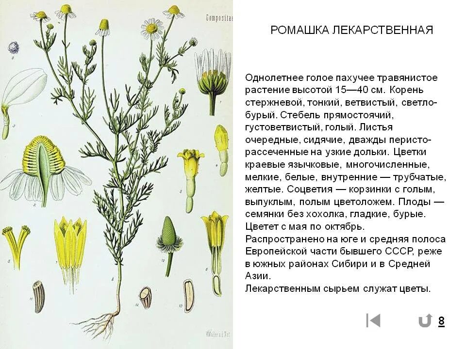 Ромашка тип питания. Строение цветоложе ромашки аптечной. строение соцветий ромашки аптечной. плод ромашки аптечной. строение стебля ромашка аптечная.