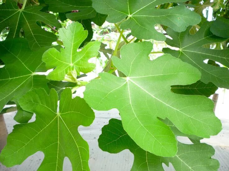 Листья инжира. Инжир обыкновенный (ficus carica). Инжирный лист. Листья инжира. Инжир листья фото.