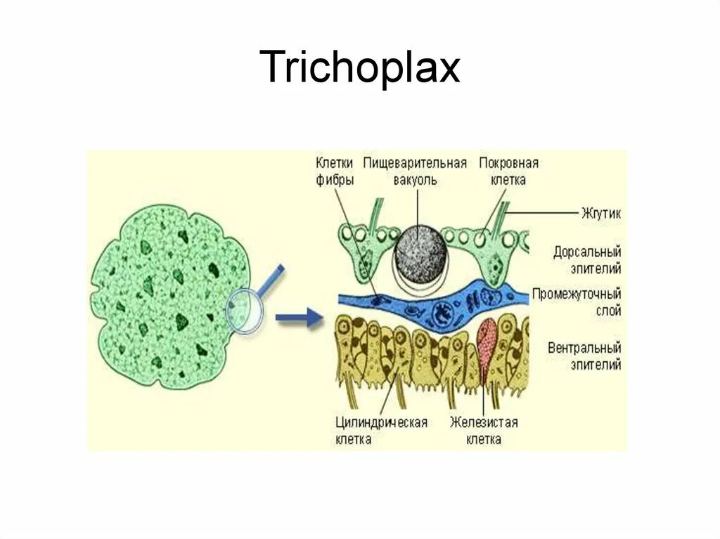 Пластинчатые клетки. Тип пластинчатые (трихоплакс). Трихоплакс строение. Строение пластинчатых животных. Пластинчатые организмы.