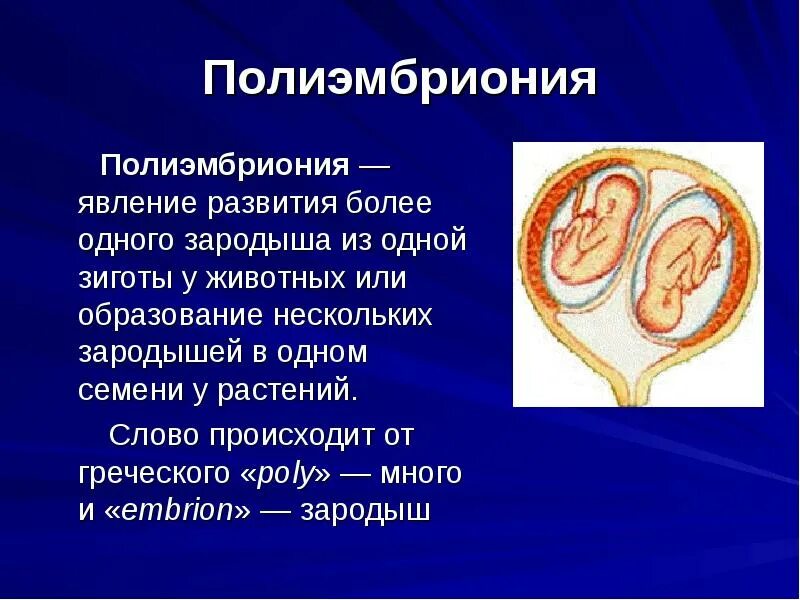 Полиэмбриония какое размножение. Полиэмбриония. Полиэмбриония размножение. Полиэмбриония бесполое. Полиэмбриония у человека.