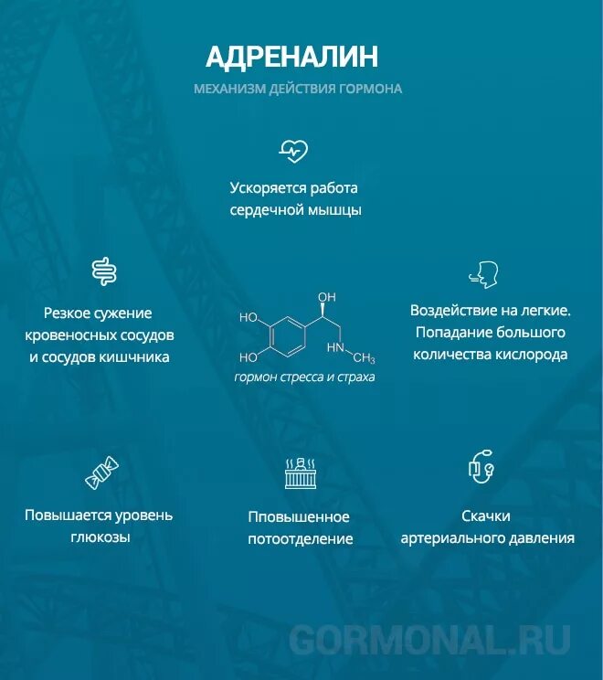 Адреналин гормон действие. Влияние адреналина на организм. Адреналин действие на организм. Действие адреналина на организм человека. Адреналин польза