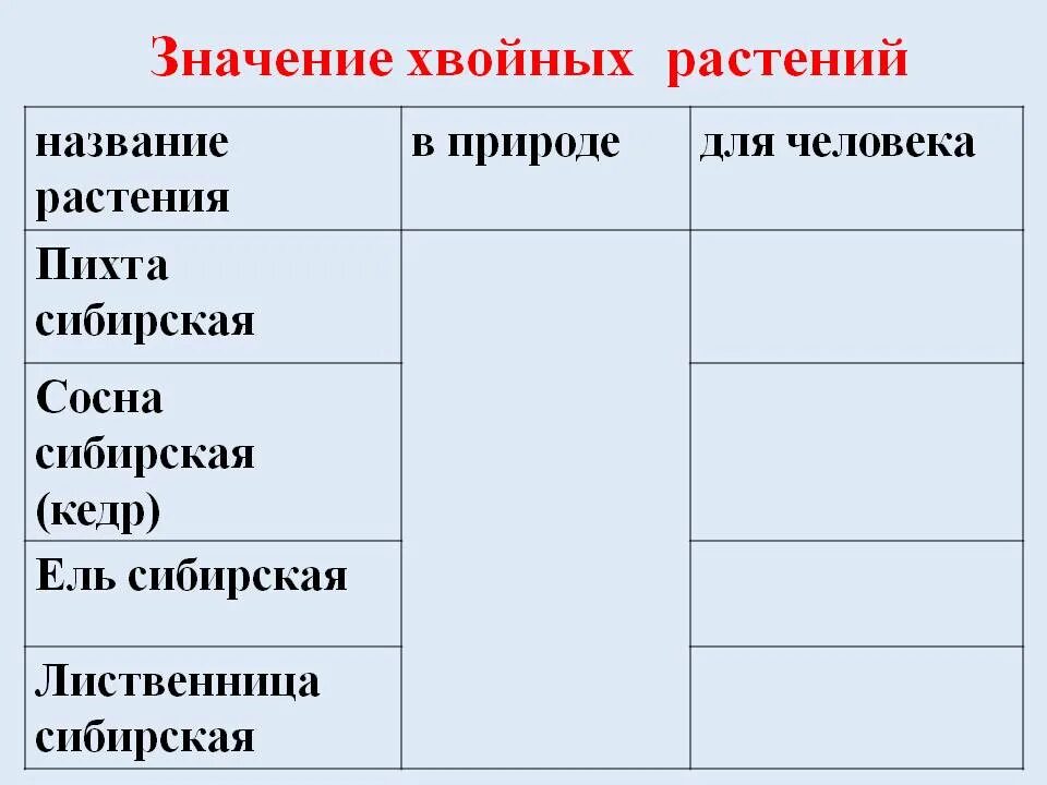 Какое значение хвойных. Значение хвойных. Значение хвойных растений. Значение хвойных растений таблица. Практическое значение хвойных для человека.