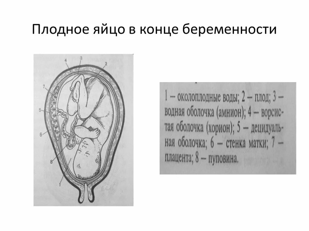 Разрыв плодных. Строение плодного яйца. Основные этапы развития плодного яйца.