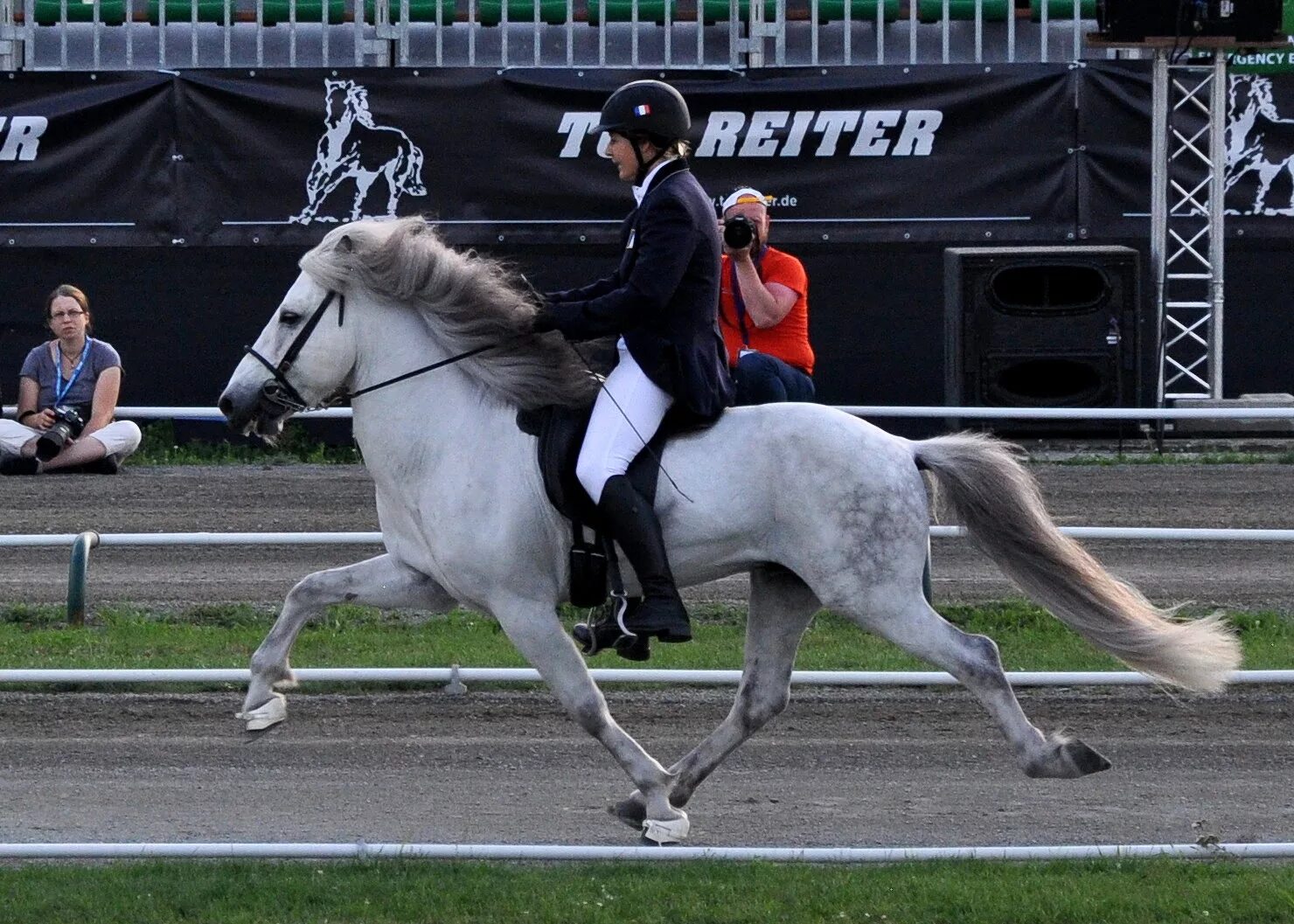 Horsing around. Липицианская порода лошадей. Галоп Аллюр лошади. Аллюр иноходь. Рысь галоп иноходь.