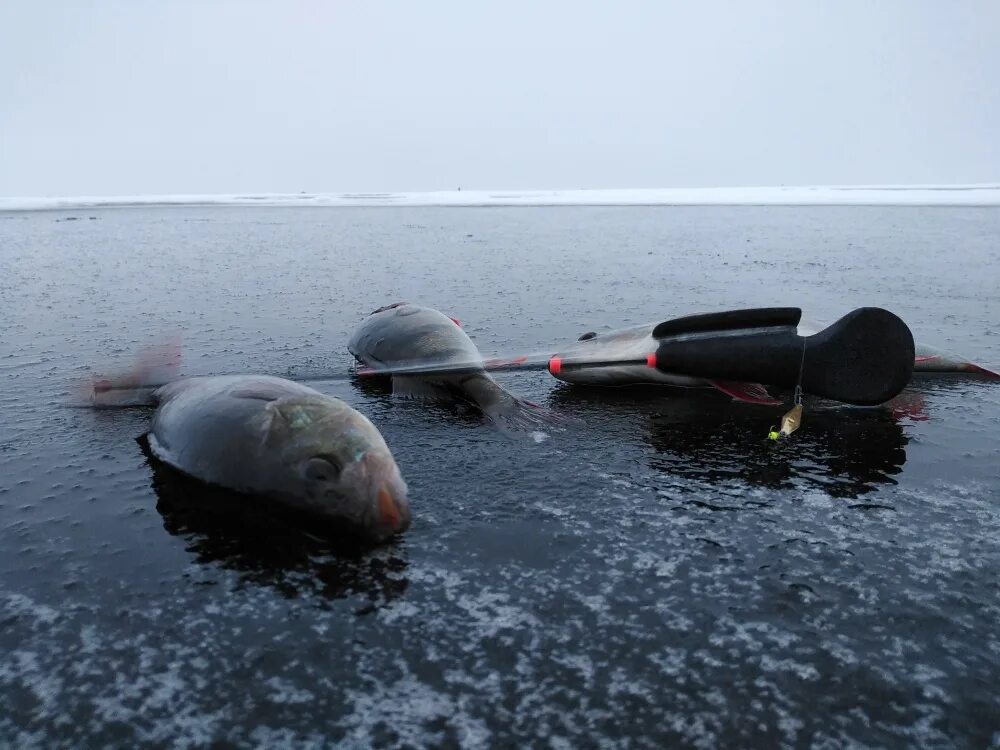 Рыбалка в ленинградской области на ладоге. Кобона Ладожское озеро. Река Кобона рыбалка. Кобона Ладожское озеро рыбалка. Рыбалка в Кобоне.