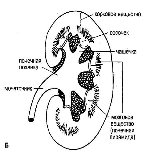 На рисунке 2 изображено строение почки. Строение почки физиология. Физиология почек схема. Строение почки анатомия чб. Почки рисунок схема.