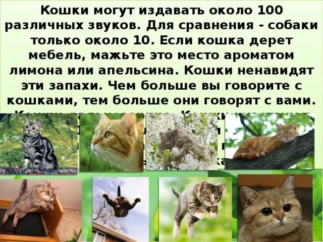 Кошки могут издавать около 100 различных звуков. Какие звуки издают коты. Что могут кошки. Кошка издает звуки.