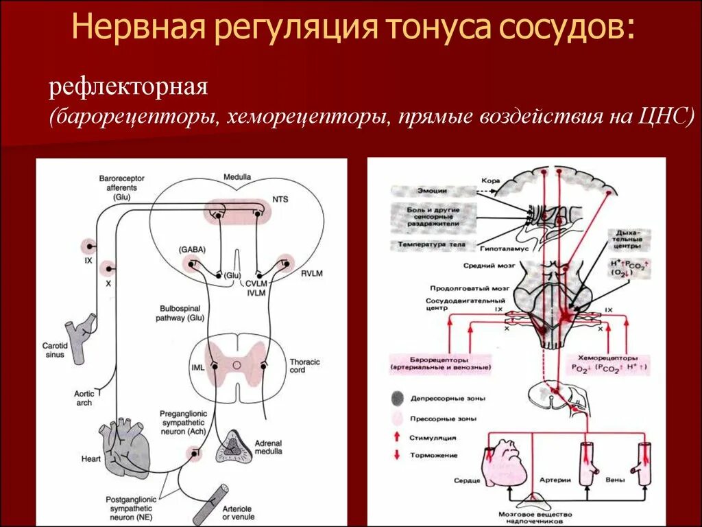 Центр безусловно рефлекторной регуляции кровяного. Схема регуляции сосудистого тонуса. Рефлекторная дуга регуляции тонуса сосудов. Регуляция сосудистого тонуса физиология схема. Нервная регуляция тонуса сосудов физиология.