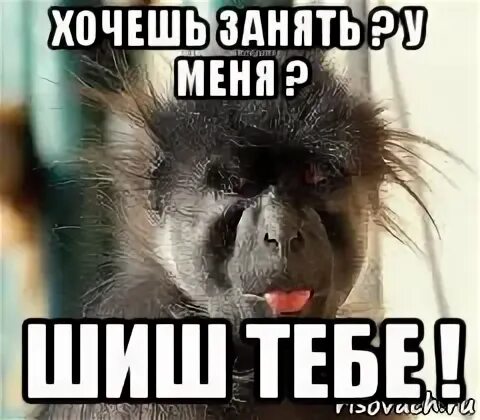 Включи шиши
